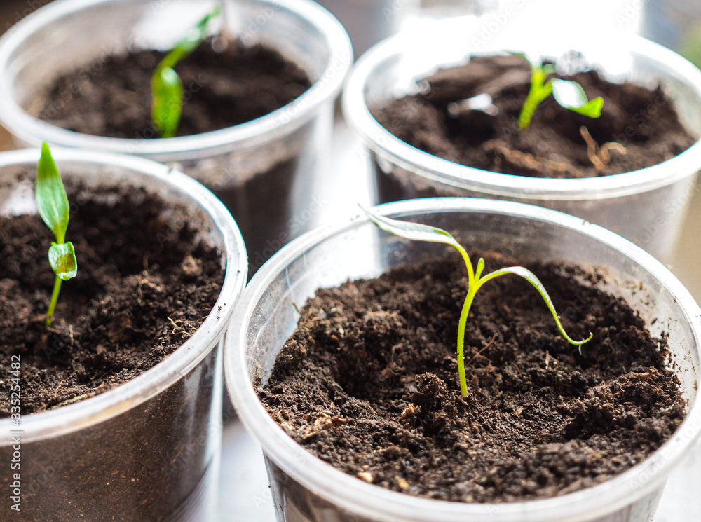 Green organic sprout plants for growing Green organic sprout plants for growing