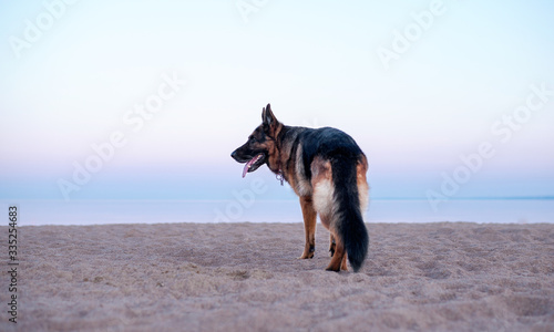 Summer, dawn on a sandy beach, a German shepherd dog stands with its back to us, in front of a beautiful dawn sky