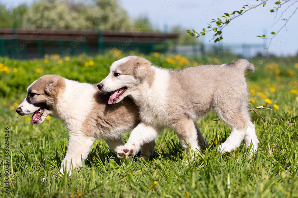 Puppy shepard walks outdoor at summer day Puppy shepard walks outdoor at summer day