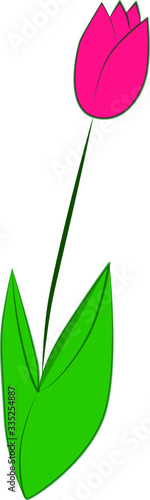Vector drawing of a pink tulip flower.