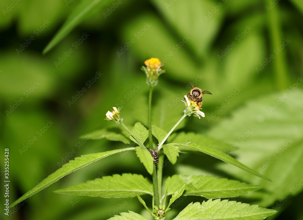 Bee hovering over an orange and white flower trying to get pollen with a nice green background Bee hovering over an orange and white flower trying to get pollen with a nice green background