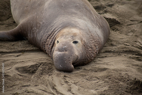 Male elephant seal photo