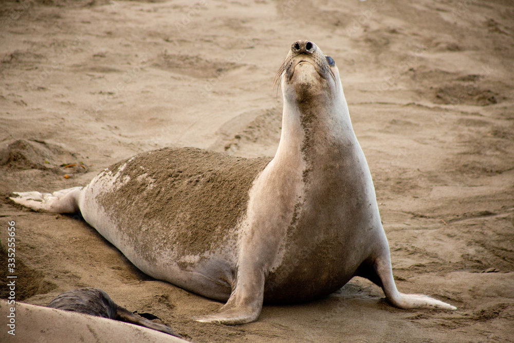 Obraz premium Female elephant seal