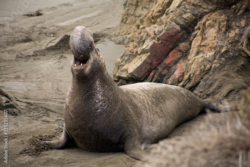 Male elephant seal