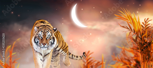 Fantasy tiger walking in jungles with palm trees on fabulous magical night sky background with crescent moon, shining stars and clouds, fairy tale valley, fantastic artistic wide panoramic banner