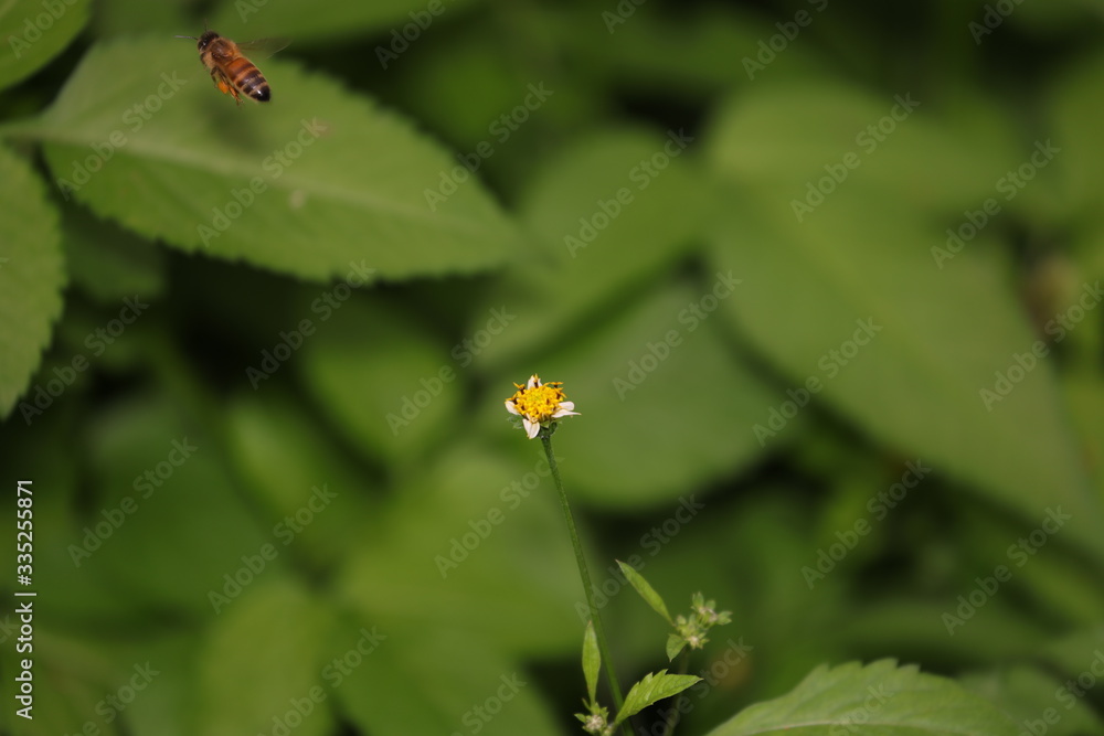 Bee hovering over an orange and white flower trying to get pollen with a nice green background Bee hovering over an orange and white flower trying to get pollen with a nice green background