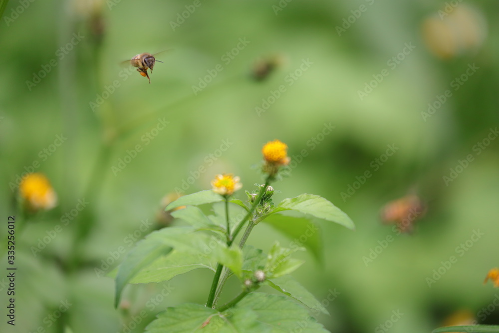 Bee hovering over an orange and white flower trying to get pollen with a nice green background Bee hovering over an orange and white flower trying to get pollen with a nice green background