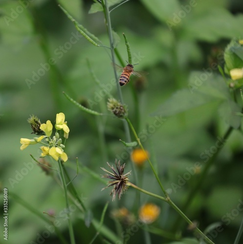 Bee hovering over an orange and white flower trying to get pollen with a nice green background