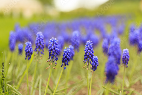 Close up of lavender flower in spring  violett  green  purple  blue