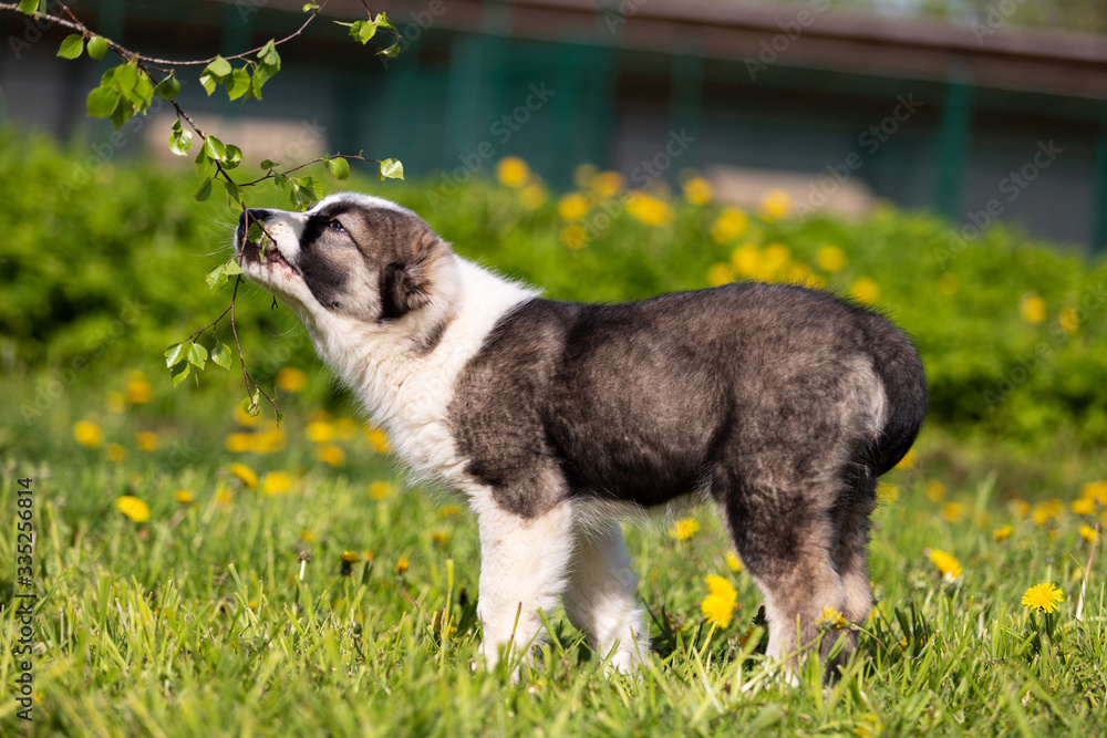 Fototapeta premium Puppy shepard walks outdoor at summer day