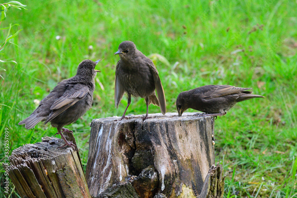 Obraz premium Junge Stare betteln um Futter 