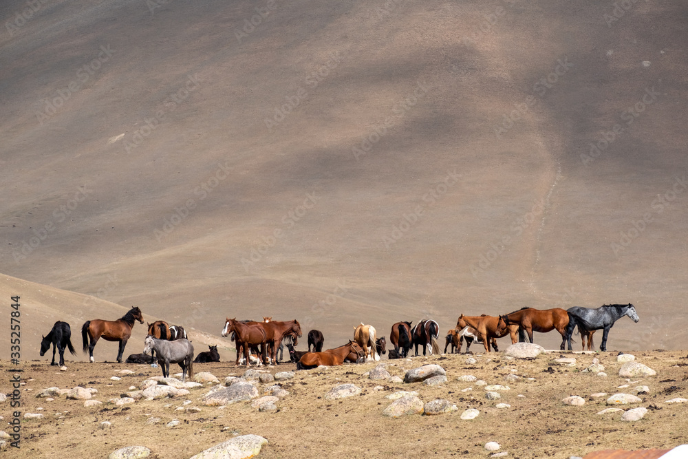 Obraz premium Pferde