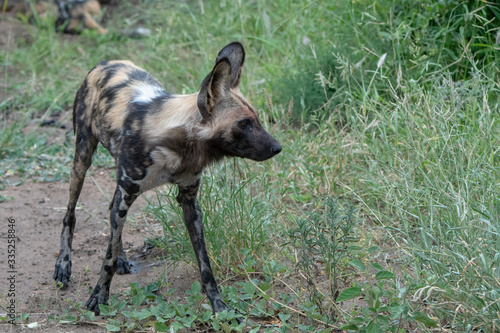 African Wild Dog (Lycaon pictus) pictured in the Timbavati Reserve, South Africa