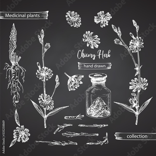Realistic Botanical ink sketch of chicory root, flowers, powder, bottle isolated on chalkboard background, floral herbs collection. Medicine plant.
