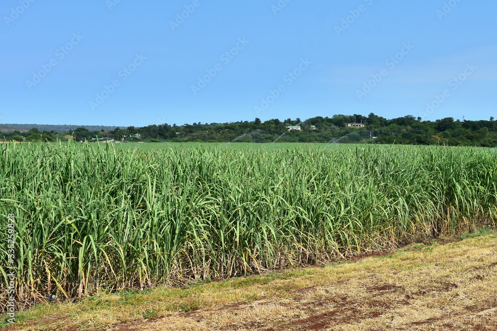 sugar cane growing in eastern part of South Africa
