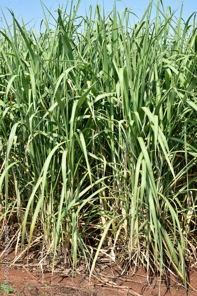 sugar cane growing in eastern part of South Africa sugar cane growing in eastern part of South Africa