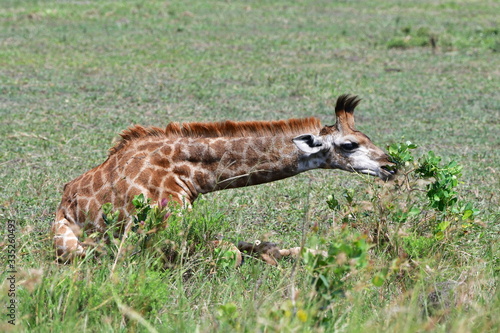 giraffe un iSimangaliso wetland park neas St. Lucia in South Africa photo