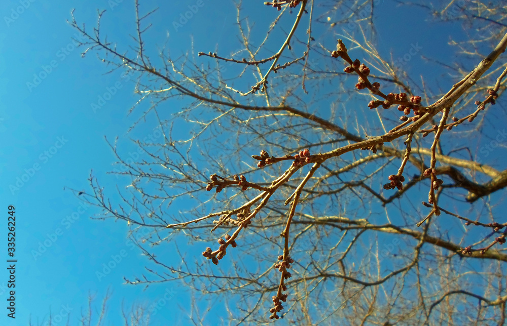 Apricot tree branch with buds.Apricot buds on a branch close-up on a background of blue sky Apricot tree branch with buds.Apricot buds on a branch close-up on a background of blue sky