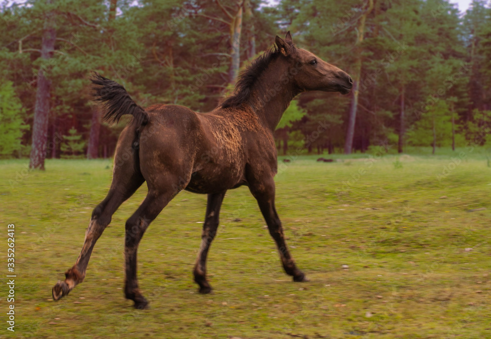 a small galloping colt on a green meadow against a forest background a small galloping colt on a green meadow against a forest background