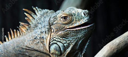Portrait of iguana © Frédéric Prochasson