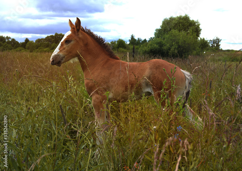 a small foal on a green meadow against a forest background next to a birch tree.