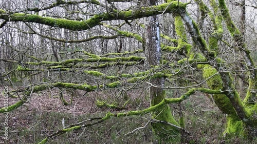 Danish forrest in the early spring time on a suny day looking into some beautiful trees photo