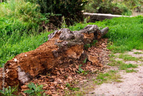 tree stump in the forest