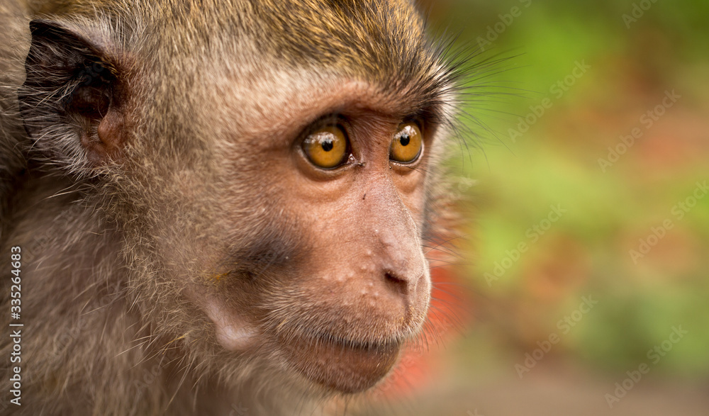 Macaque close-up. Monkey looks into the distance Macaque close-up. Monkey looks into the distance