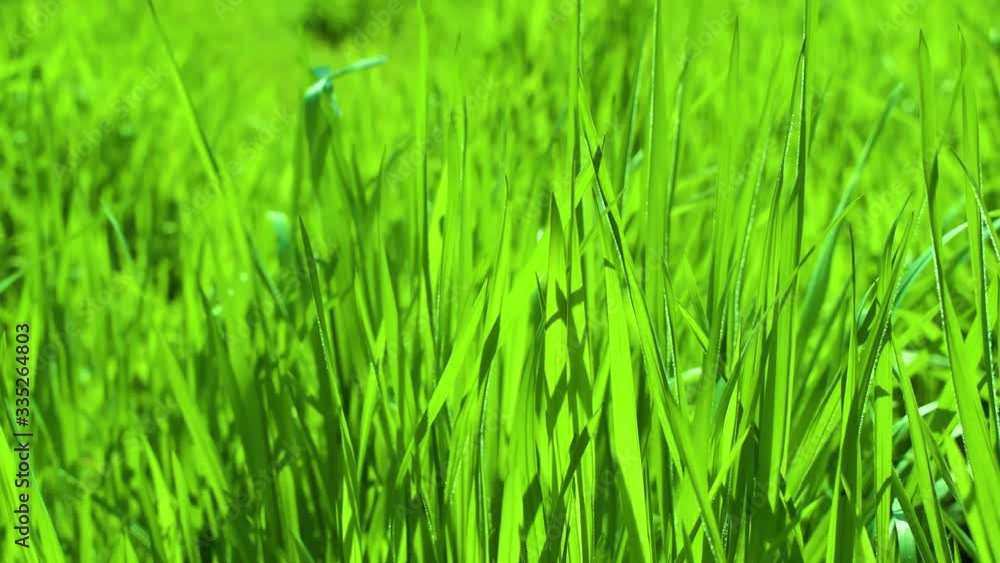 Green grass blades blowing in the wind. Close up with shallow depth of field. Green grass blades blowing in the wind. Close up with shallow depth of field.