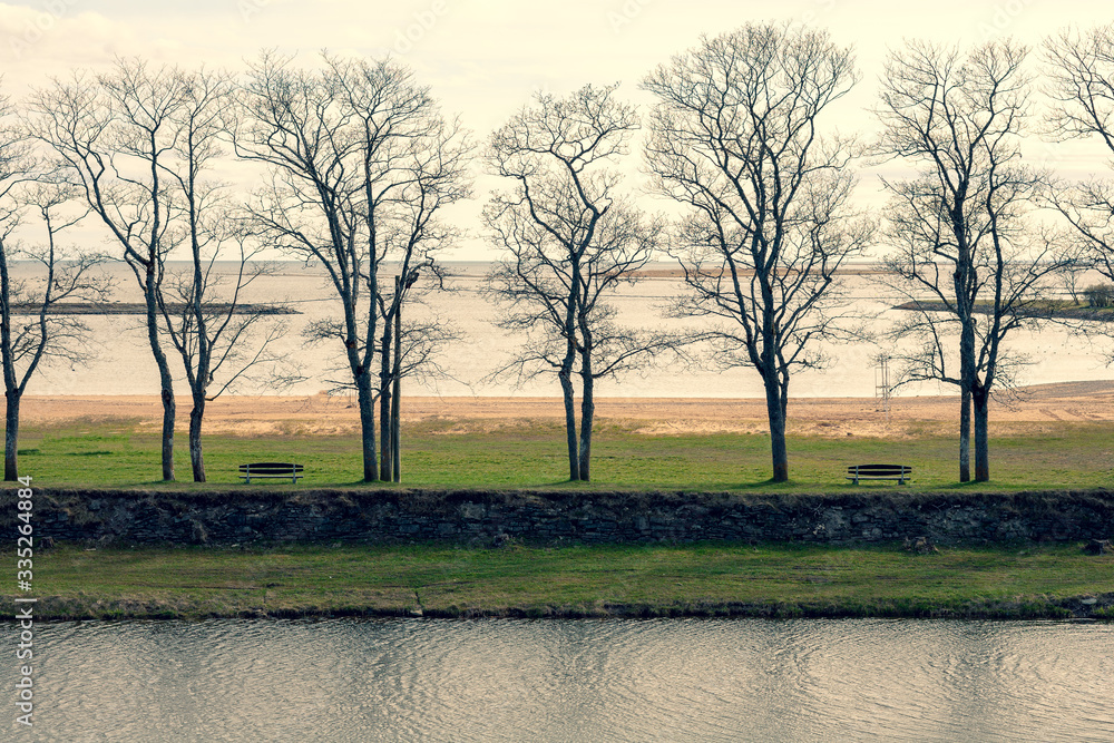 A row of trees by the city pond and the sea