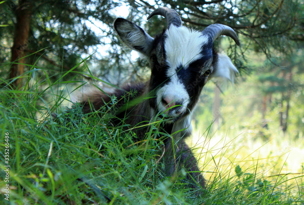 Obraz premium goat on the grass