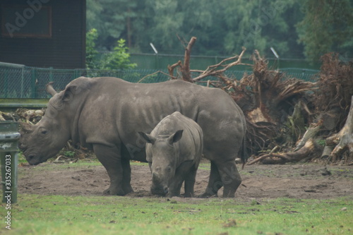 Mother and Baby Rhino