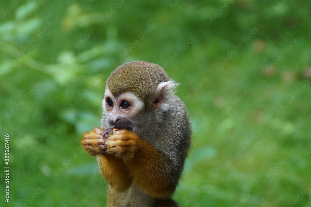 Obraz premium Monkey's lunch III