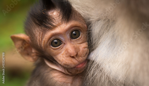 Canvas Print close-up of a cub monkey