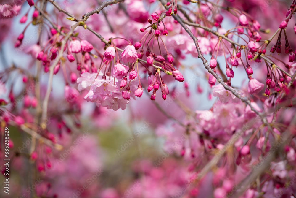 春の満開の桜の花