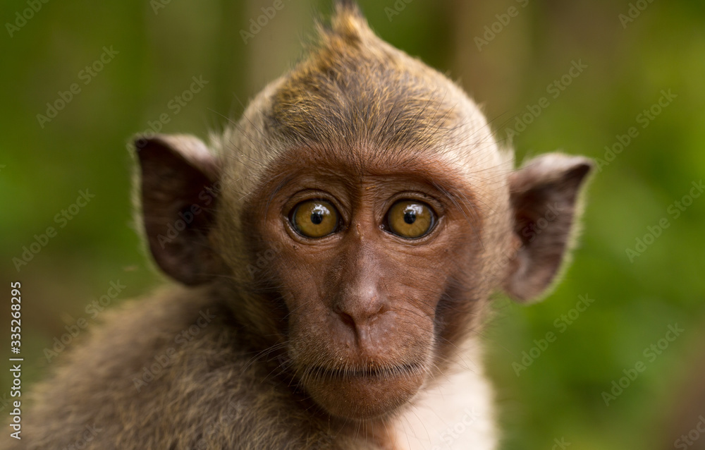 Monkey looks at the camera Monkey looks at the camera