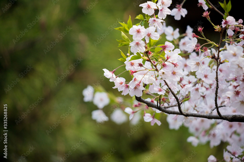 春の満開の桜の花 春の満開の桜の花