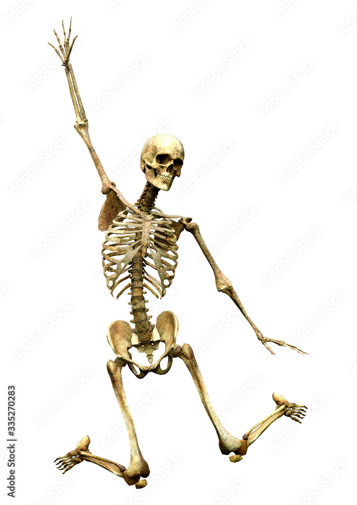 3D Rendering Human Skeleton on White 3D Rendering Human Skeleton on White