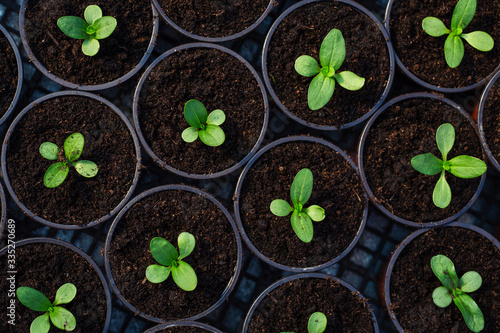 Green plant sprouts. Cultivated young sprouts in rich soil grow under sun in hothouse.