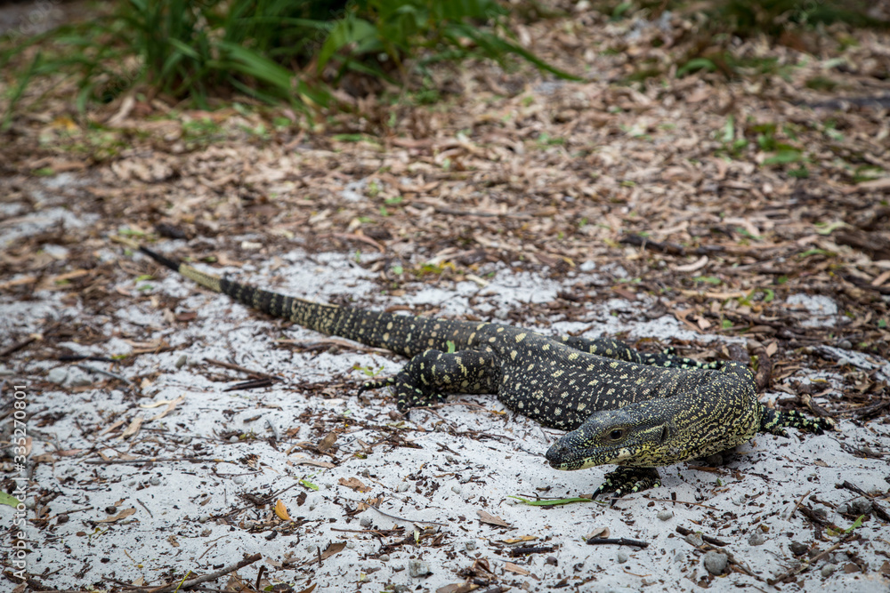 Naklejka premium Monitor Lizard on Whitehaven Beach