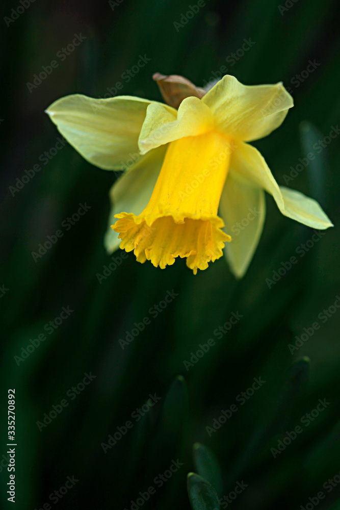 Fototapeta premium Colorful flowers in spring garden