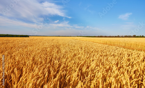 Field of Golden wheat under the blue sky