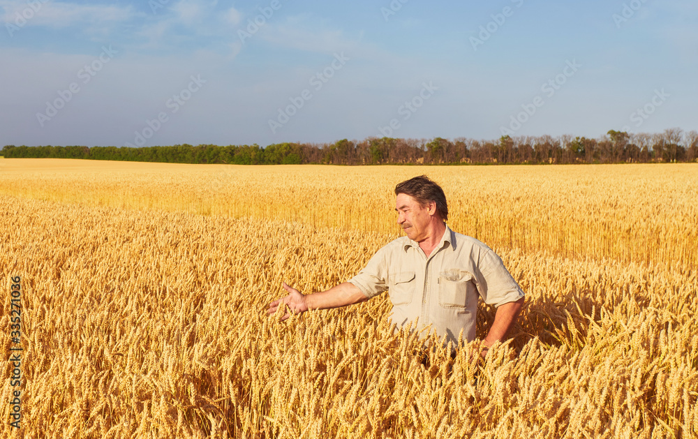 Satisfied mature farmer touching with care his ripe wheat field Satisfied mature farmer touching with care his ripe wheat field
