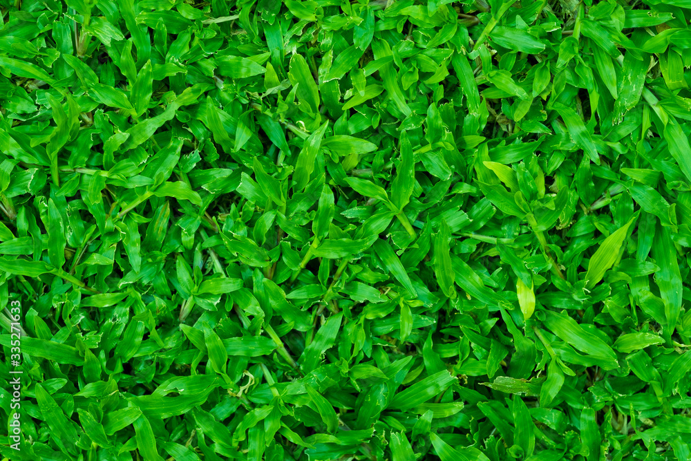 green grass background, football field
green grass background, football field