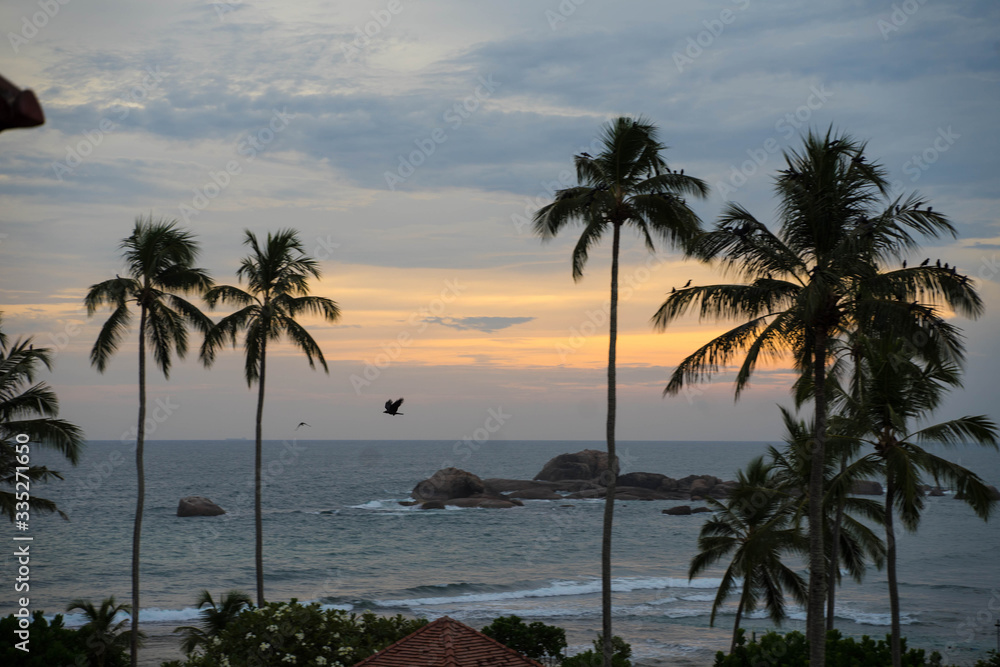 view of the indian ocean, palm trees, sunset