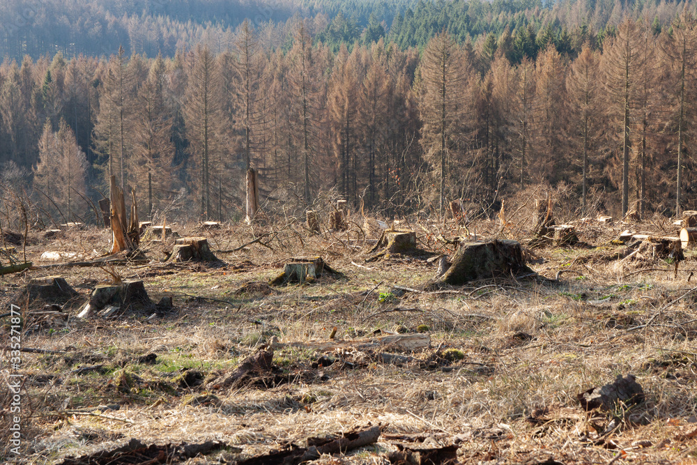 Waldsterben Wassermangel Borkenkäfer Fichte