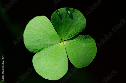four leaf clover