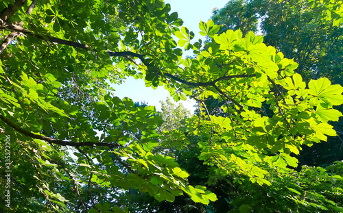 Summer chestnut foliage and branches in sunny day. Sity park nature concept.