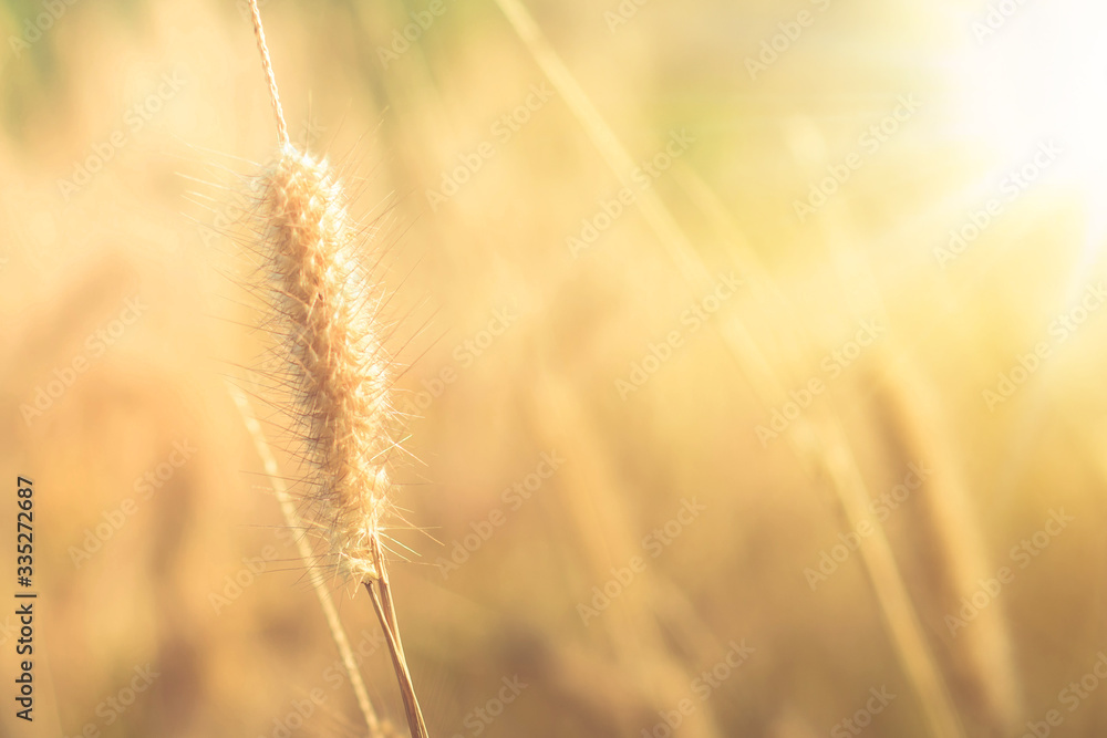 glass flower , Wheat field at sunrise glass flower , Wheat field at sunrise