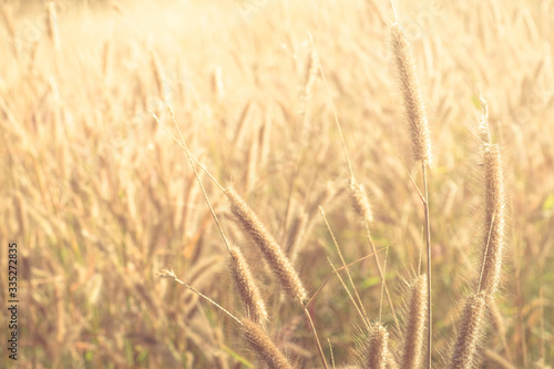 glass flower , Wheat field at sunrise © cyperc